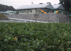 バディファーム